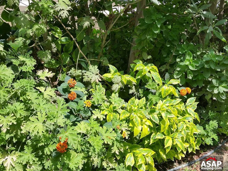 Ground Floor for Rent in Katameya Plaza Compound