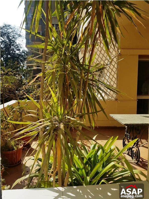 Apartment for Rent in Zamalek Apartment for Rent in Zamalek