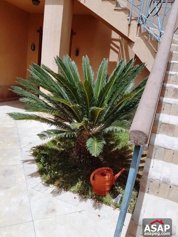 Villa for Rent in Katameya Heights