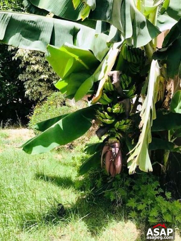 Apartment with Garden in Katameya Plaza Apartment with Garden in Katameya Plaza