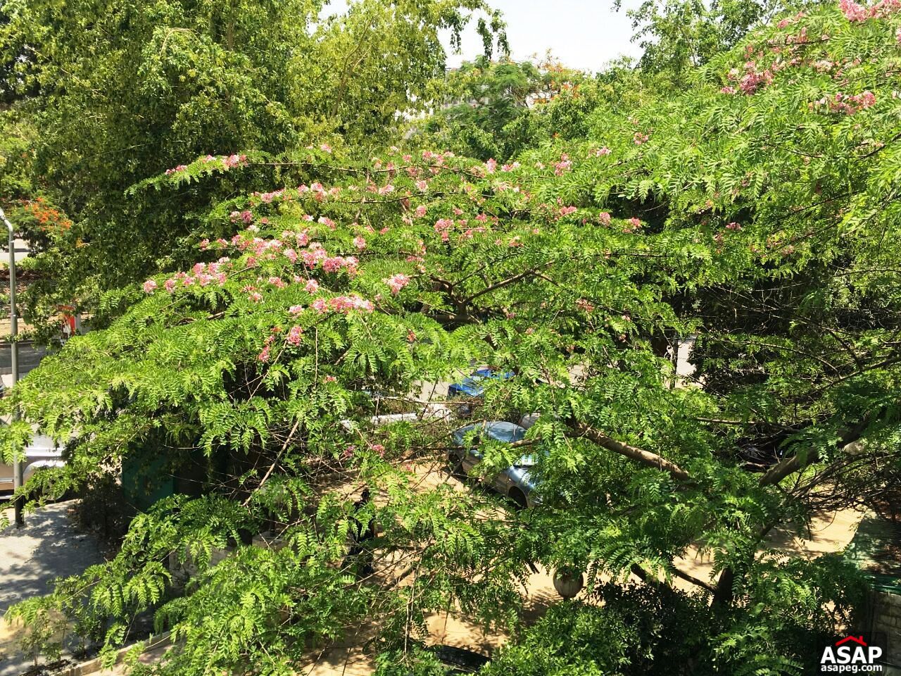 Apartment for Rent in Maadi Sarayat Apartment for Rent in Maadi Sarayat