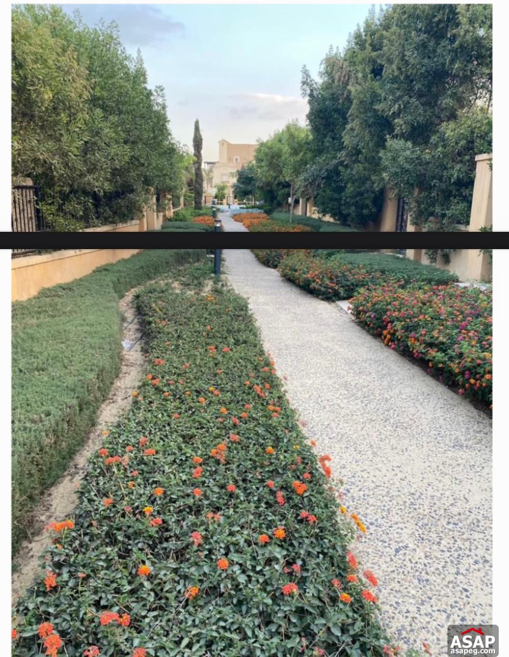 Twin House for Rent in Mivida Compound