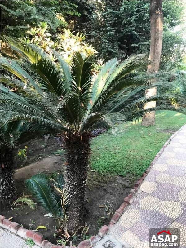 Furnished Apartment with Garden in Maadi Furnished Apartment with Garden in Maadi
