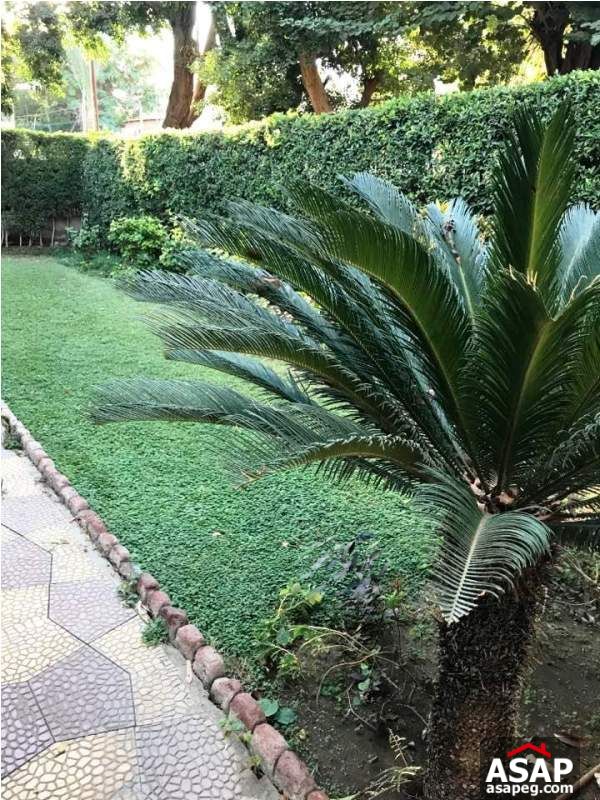 Furnished Apartment with Garden in Maadi Furnished Apartment with Garden in Maadi